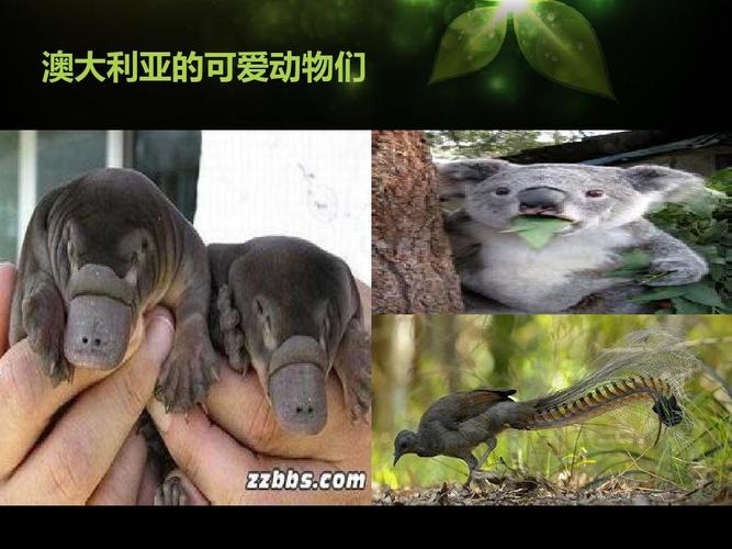 澳大利亚动物幻灯片ppt