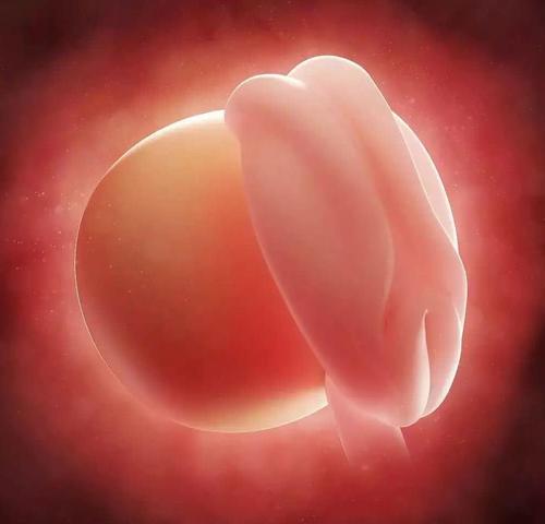 怀孕110月胎儿生长发育图赶紧收了