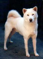 日本名犬—纪州犬