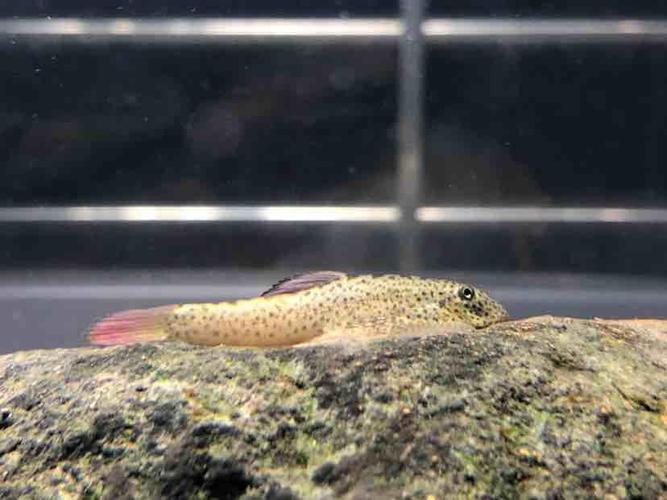 【国内原生鱼】紫鳍吸鳅