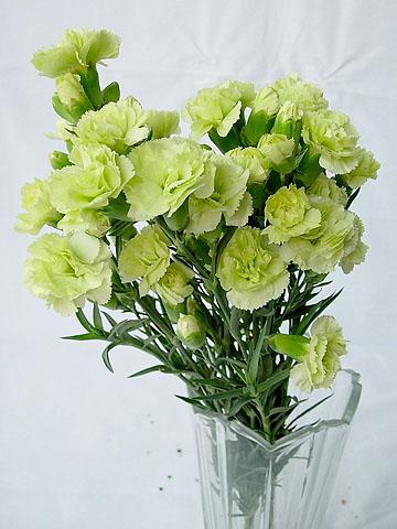 康乃馨花束图片欣赏康乃馨的花语是什么