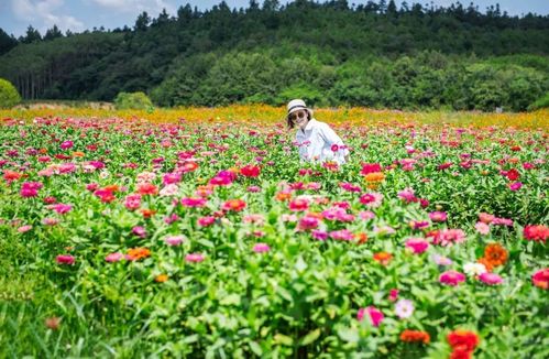 【资讯】口口相传 越来越多 珩琅山玫瑰谷原生态成假日亮点