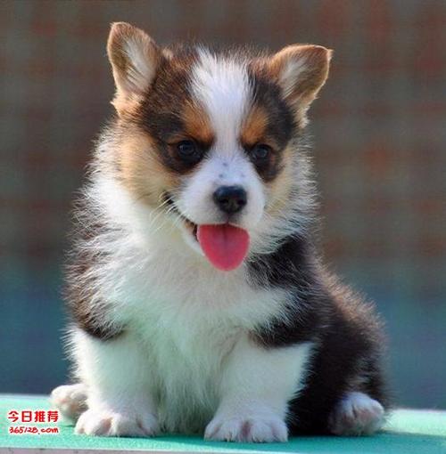 三亚哪里卖柯基犬三亚到什么地方能买到柯基犬