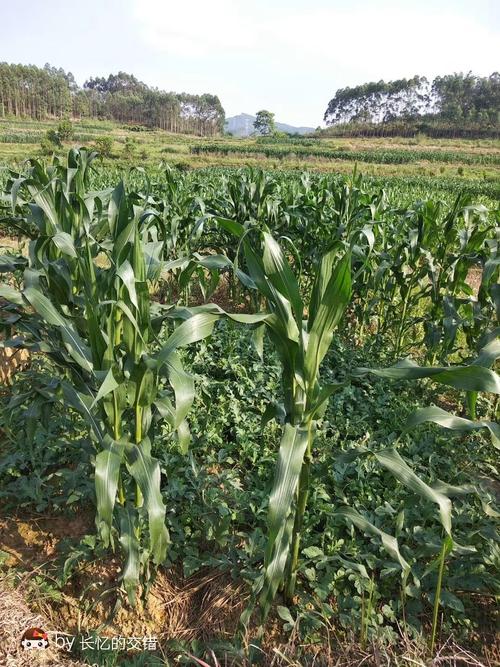 西瓜地里种玉米.还是玉米地里种西瓜.