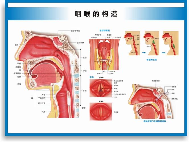 医院科室挂图耳鼻喉构造图耳鼻喉解剖图耳鼻喉结构图耳鼻喉科挂图医院