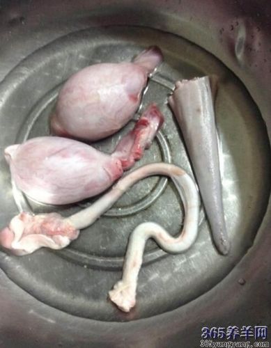 【羊鞭图片】羊鞭图片大全