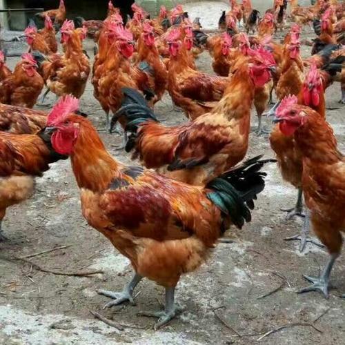 肉杂鸡的品种较多,在市场上多见的有红羽土杂鸡,黄羽信鸡,817肉杂鸡