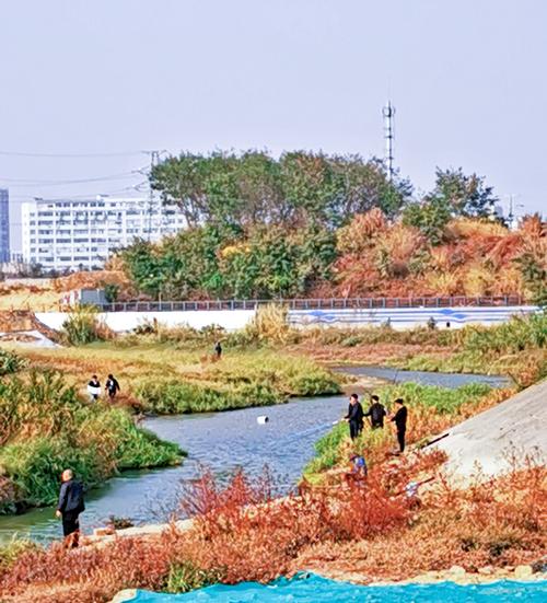 光明鹅颈水湿地公园美如画