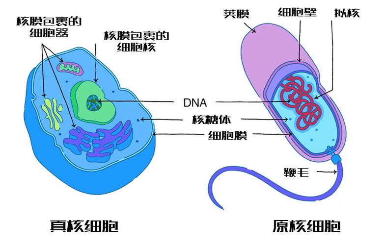 真核细胞vs原核细胞