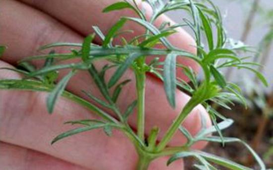 波斯菊摘心的方法