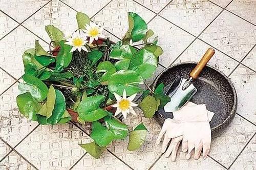 2,穿上防水手套,把睡莲连整个泥团从盆中取出.