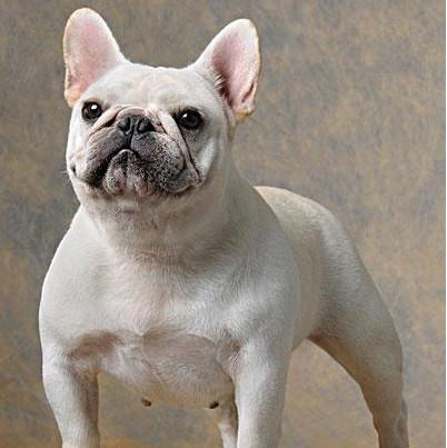 非常可爱的法国斗牛犬图片,你被第几张萌到了呢
