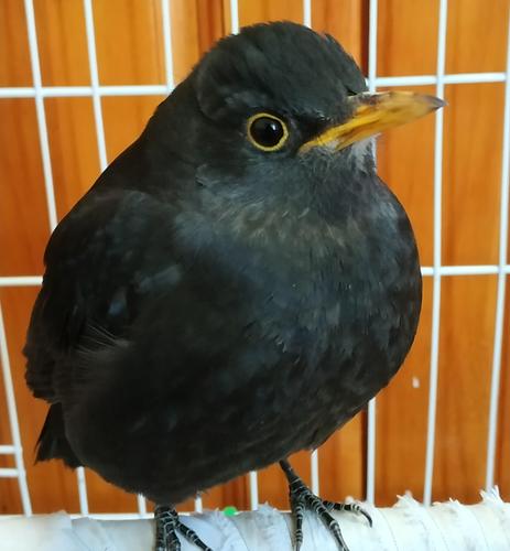 原创都冬天了乌鸫还不爱叫?它或许是只母鸟,换羽后乌鸫公母分辨方法