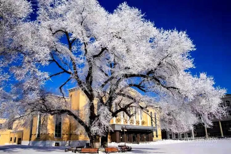 玉树银花,雪中游乐 冰城开启冰雪欢乐秀丨"为冬奥会加油,为新时代中国