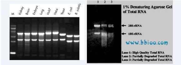 电泳实验指导手册