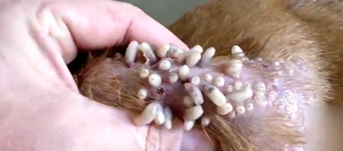 流浪狗身上长满寄生虫,随手一挤就是十几只,挤完感觉舒畅多了