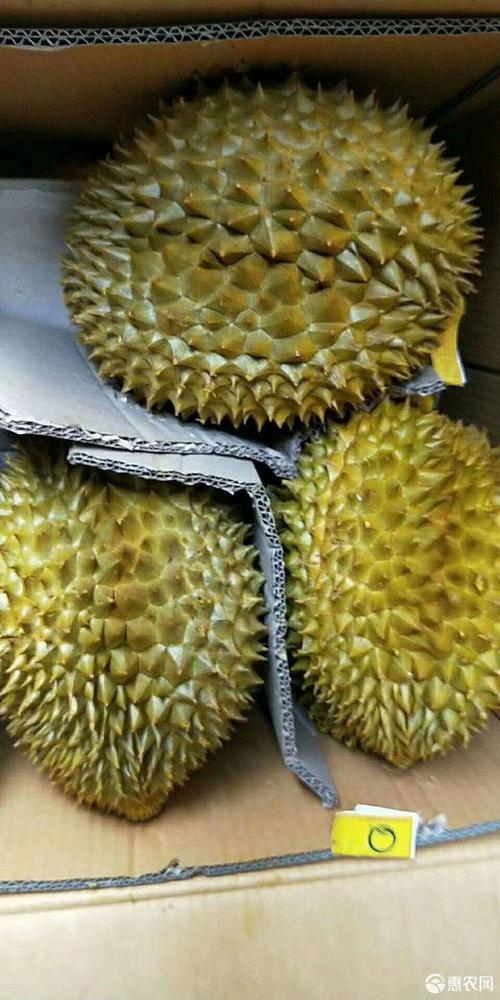 泰国金枕榴莲 泰国金枕头批发