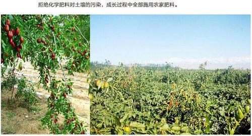 若羌红枣皮薄,核小,.