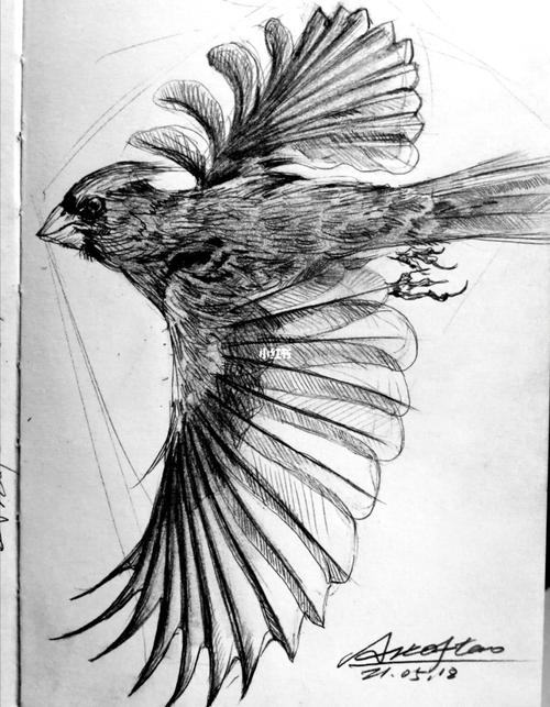 小鸟素描_素描_文化_绘画