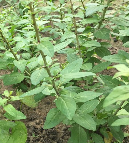 枸杞叶种苗枸杞菜苗野生小叶煲汤枸杞叶老梗四季带根