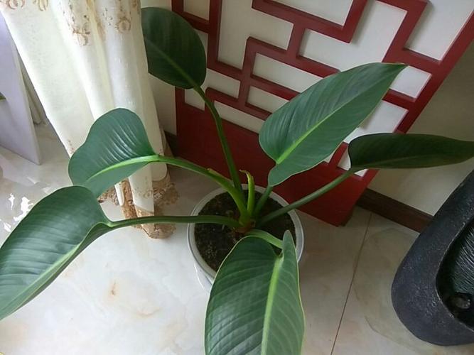 像滴水观音的大叶植物叫什么名?