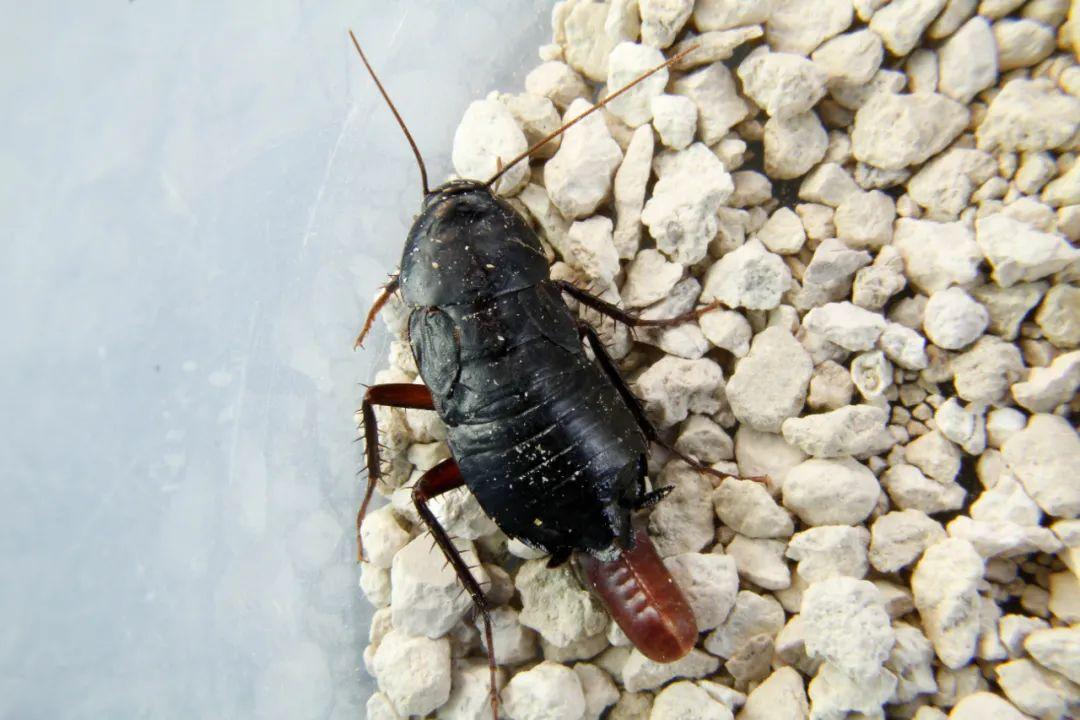 广东蟑螂这么可怕,就没人能治得了它们吗?