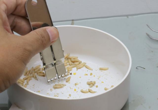 蚯蚓红虫活蛆虫挂钩夹不锈钢上饵器钓鱼小配件传统钓渔具垂钓用品*