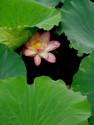 [转载]荷花的秘密