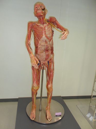 【转载】参观曼谷人体解剖博物馆