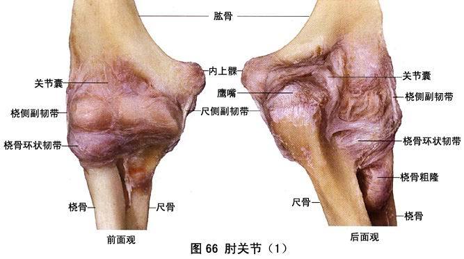 ③肱骨内,外上髁与尺骨鹰嘴三者在屈肘关