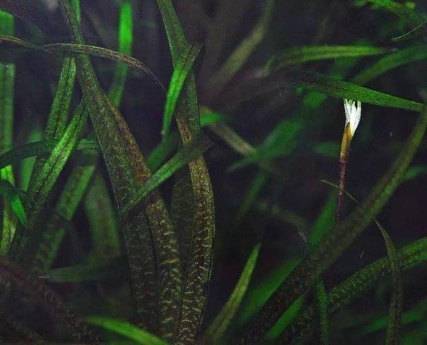 见过水草但你见过水草开花吗