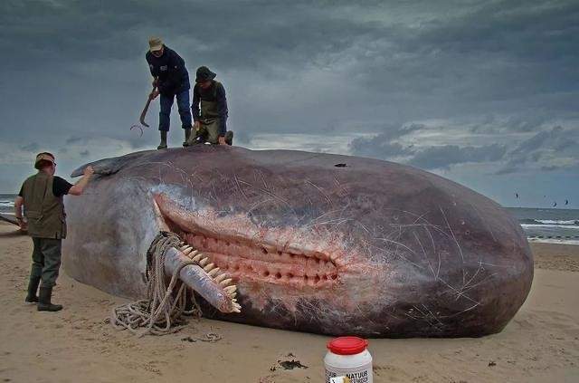 危险!这些动物死后更恐怖,你肯定不知道