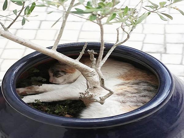 m小编的阿爹是个喜爱园艺的人,但自从家中多了兔宠文章 宠毛趣闻 猫儿