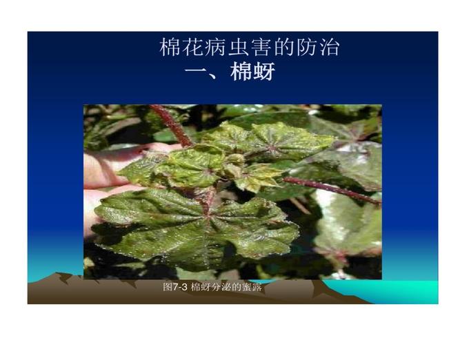 棉花病虫害防治棉蚜.ppt 48页