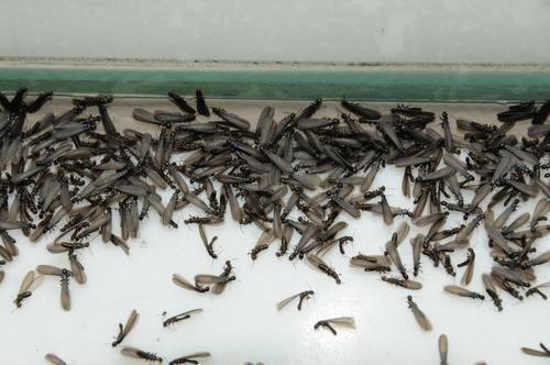 铜陵网络台 铜陵 正文白蚁俗称"白蚂蚁,飞蚂蚁,涨水蛾,大水蛾"等,属最