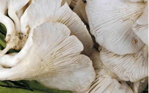 凤尾菇和平菇真的没区别吗?教你快速识别它们的不同!