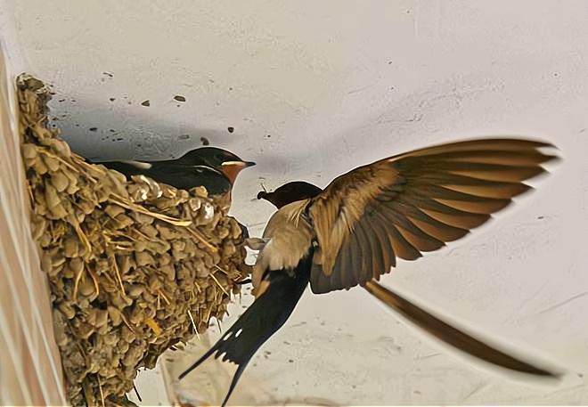 3个角度"揭秘"!感叹燕子的智慧