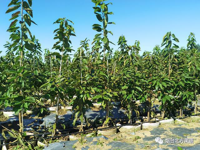 广播烟台北方果蔬大樱桃苗木基地正式开放啦