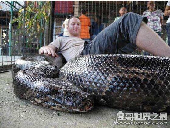 世界上最大的蟒蛇王印尼捕获一条长达15米的巨型网纹蟒