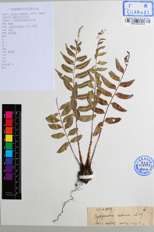 cyrtogonellum caducum,dryopteridaceae,离脉柳叶蕨|id: 16429446
