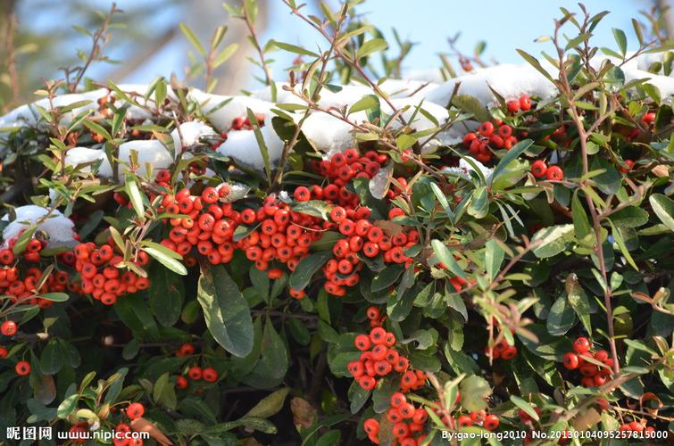 这是什么树 大概一米左右 枝干有很长的刺 刺很硬 刺上长叶子