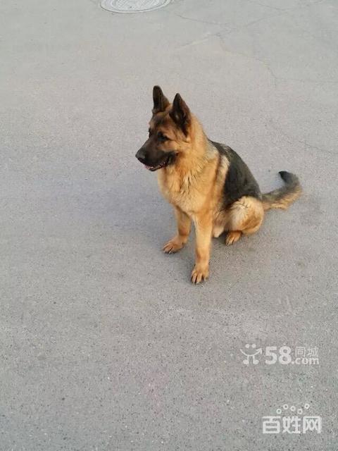 品相好的自家德牧出售