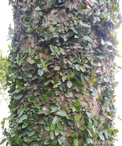 人们叫他"薜荔",但我叫他"偏心藤"