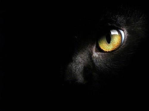 酷帅狂霸拽的社会猫,喵喵.