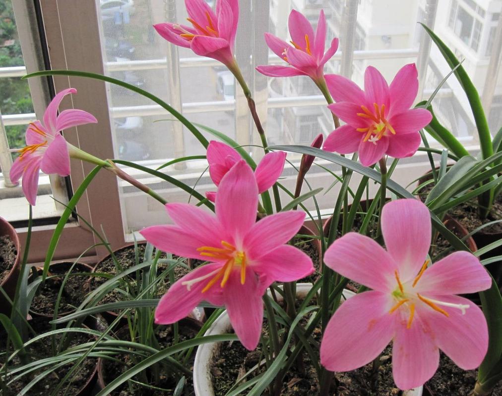  p>风雨兰是对石蒜科多种长相相似的球根植物的统称,因为它常常在春夏