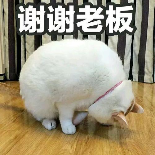 谢谢老板丨第311期喵表情包