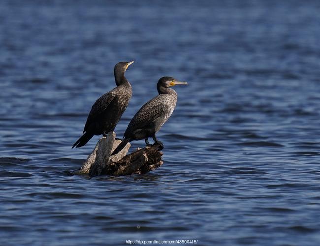 【【鸬鹚】摄影图片】生态摄影_丹云善来_太平洋电脑