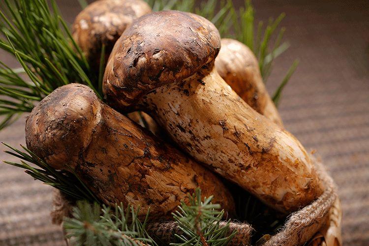 新鲜松茸图片大全