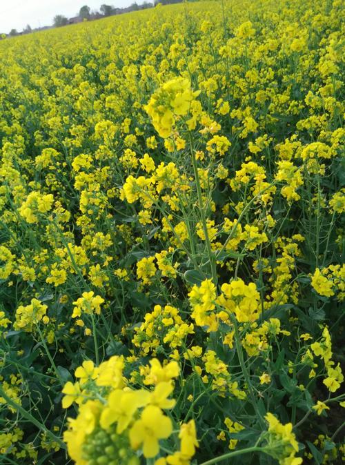 微风中油菜花,美好生长.