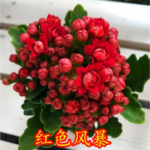 麦桑荷长寿花大花朵稀有品种名贵新款各种花卉植物大全适合办公室放的